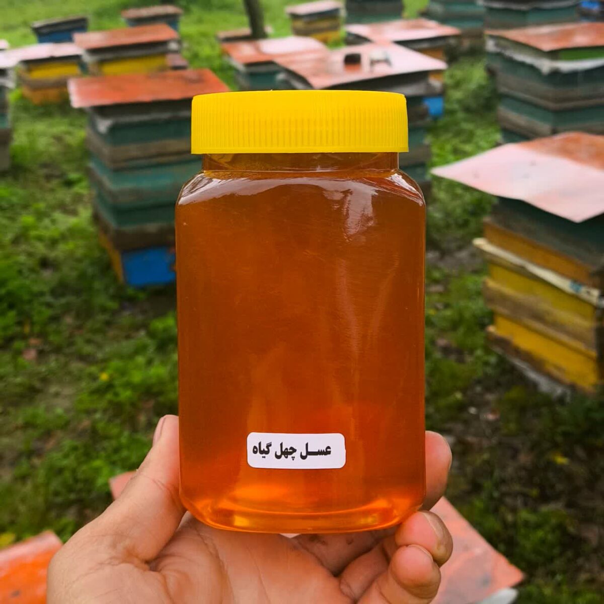 عسل چند گیاه